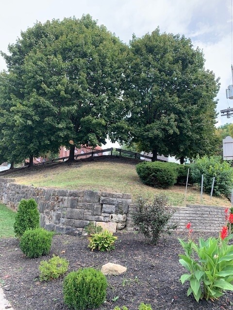 A photograph of two trees on a small hill with a small garden in the foreground.